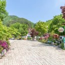 에버그린 이미지