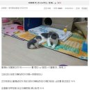 나만고양이없어 이미지