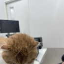 정든동물병원 이미지