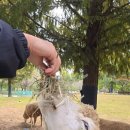 늘솔길근린공원양떼목장 이미지