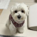 아람동물의료센터 이미지