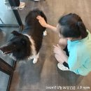독크루북구점 | 광주 매곡동 애견호텔 독크루 북구점 비용 시간 위치