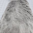 야옹아놀자 이미지