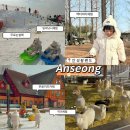 안성목장 2농장 | 안성팜랜드 200% 즐기기/ 무료 눈썰매 키즈카페/ 승마 동물농장 놀이체험/ 설날연휴 가족여행 아이랑가...