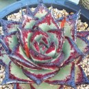 원종농장 이미지