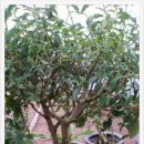 둘리 농장 이미지