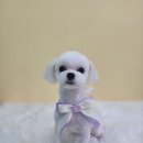 하늘하개 이미지