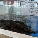 군산수족관 이미지