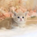 수원고양이분양 나비캣 이미지