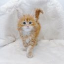 부산고양이분양제나캣 사상점 이미지