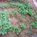 다은 농장 이미지