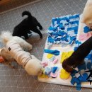 굿독(Good Dog) 이미지