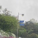 충북대학교 동물병원 | 강아지 갑상선기능항진증 치료 정보 내돈내산 리얼 후기 충북대학교 요오드 방사선치료 freet4 검사 후기