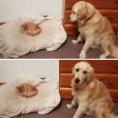 개와고양이 이미지