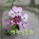 이베리스 이미지