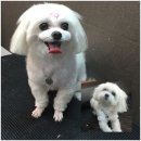 핑코애견 이미지