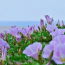 마당이 동해 이미지