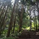 광주근교 가볼만한곳 화순 무등산 편백자연휴양림 산림욕장 편백나무숲 이미지