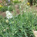 알프스장 이미지