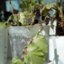 타이니젬 이미지