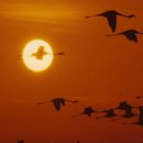 행복한개 이미지