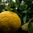 유자향기2 이미지