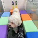 마마스미독펜트하우스 광주애견유치원&애견호텔 본점 이미지