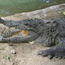 홍수농장 이미지