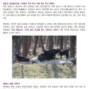 임금님진상품이었던 130종의 약초먹고 자란 완도 약산 흑염소 이미지