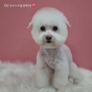 뽀도독 이미지