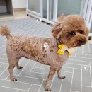 코코펫살롱&호텔 이미지