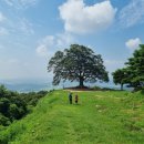 임천 가림성 느티나무 이미지