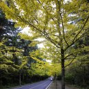 은행나무길 이미지