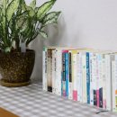 로뎀나무 이미지