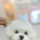 퍼피짱 대도점 이미지