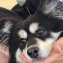 참동물병원 이미지