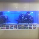 홈플러스 동수원점 수족관 이미지