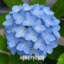 가야플라워