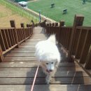 애견운동공원 이미지