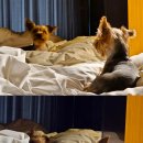 정선인투라온호텔 이미지