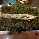 산삼나라 Daum카페