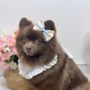 댕화살롱 이미지