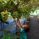 해피팜농장 이미지