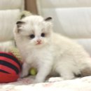 집사의 하루 대구점 이미지