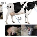 소격리농장 이미지