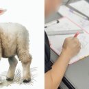 윈애견미용학원 이미지
