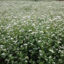 늘보마을 | 제주한달살기숙소 &lt;늘보의 하루&gt; 2025년 가을이 지나가네요...