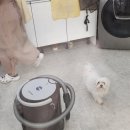 쿨펫이마트 목동점 동물병원 | 웰니스 동물병원 대전 복합터미널, 11세 말티즈 미용 후기