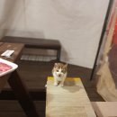 금왕빌리지 | 10월 단양여행 :: 패러글라이딩/마늘떡갈비/고수동굴/단양구경시장/만천하스카이워크
