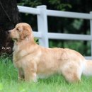 스테이 아델 이미지